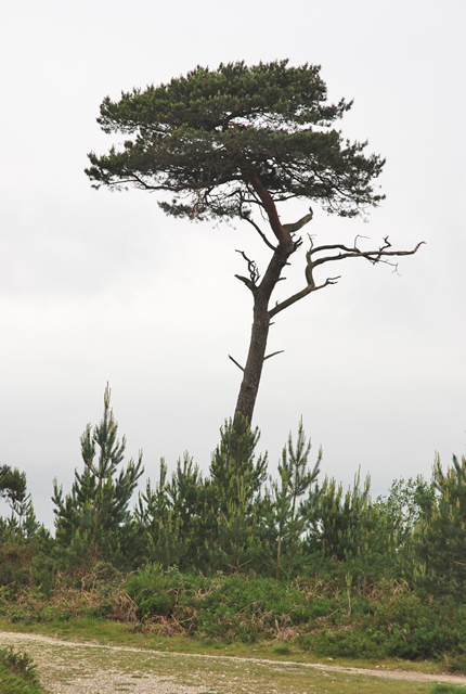 Tall Tree On Canford Heath © Toby Cc-by-sa 2.0 :: Geograph Britain And 