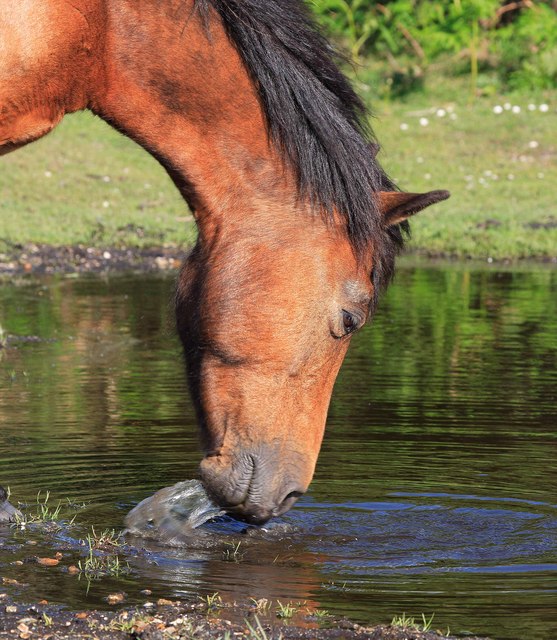 New Forest mare drinking at ground water.