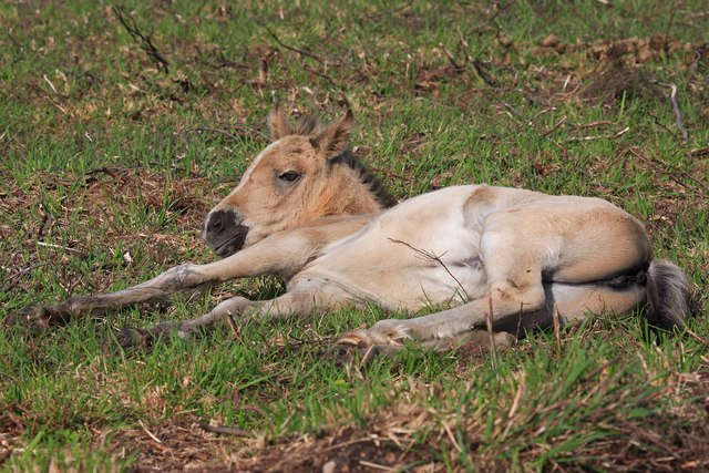 Resting New Forest foal