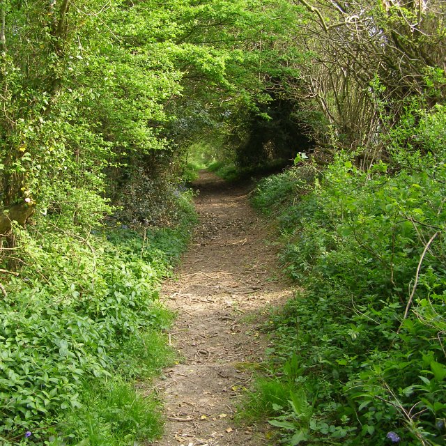 Bridleway to Halstead