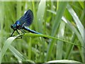 Damsel In Field