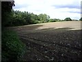 Field and edge of Rookery Wood