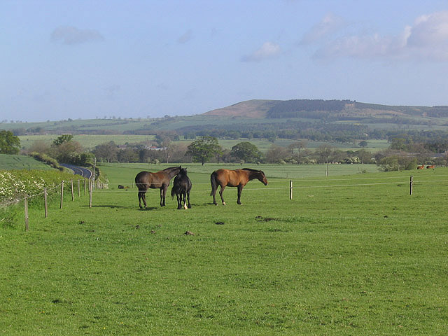 Horses at High Learchild