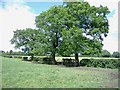 Oak trees, Stoke Common