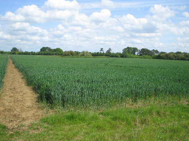 wheat field and field boundary - towards Astwood