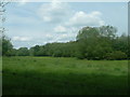 Ashbrook Plantation from Pinfold Lane