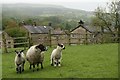 Ewe and lambs, Summerbridge