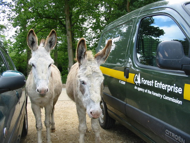 Donkeys, Wilverley Plain, Car Park, New... © Clive Perrin cc-by-sa/2.0