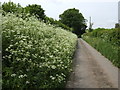 Laneside hedge parsley