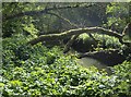 Fallen trees in Nunney Combe