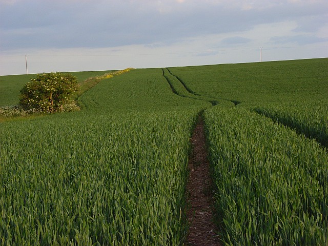 Farmland, Snoddington Down