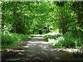 Track, Great Perham Copse