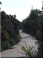 Pathway to Vicar Water/Sherwood Pines