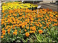 Marigolds at Quarry Nurseries