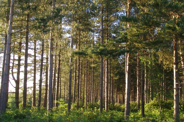 Pines on the western edge of Foxbury Plantation