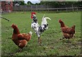 Cock and Hens, Berry Lodge Farm