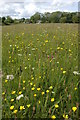 SO3052 : Meadow of wild flowers, Queest Moor by Philip Halling