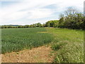 SP4305 : Wheat field near Stanton Harcourt by David Hawgood