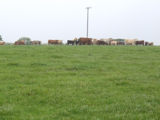 Beef pasture