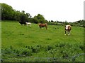 Cows at Cady