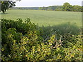 Fields at the back of the Swan