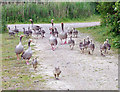 TA0323 : A Profusion of Geese by David Wright