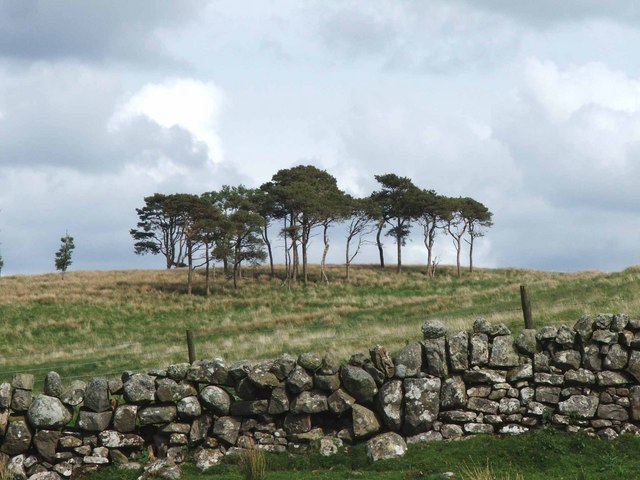Scots pine trees
