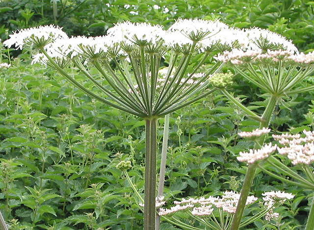 quotes about angelica plant