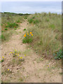 Sand Dunes, Greatstone on Sea