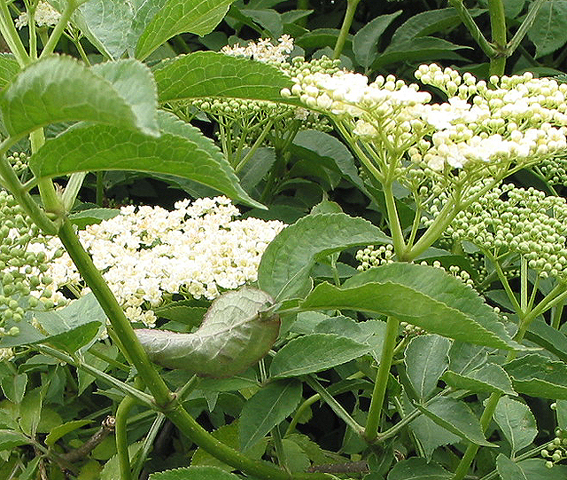Creamy elderflowers, near Bromsash