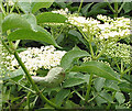 SO6424 : Creamy elderflowers, near Bromsash by Pauline E