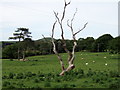 Dead tree and gibbet hill