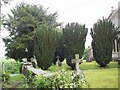 Churchyard Yews - Easton Royal