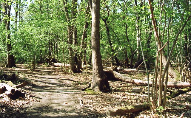 The Forest, Effingham Junction