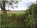 Hedge, fields and Highworth