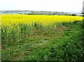 Rape field above Teeton