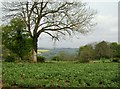 View west from the Gloucestershire Way