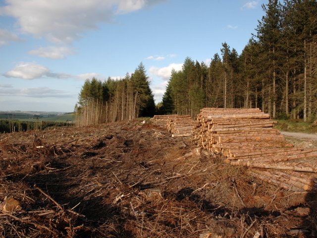 Timber Cutting in Bennachie Forest