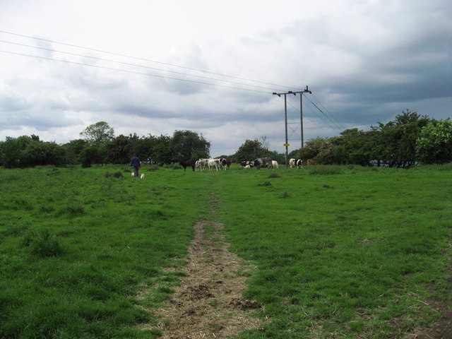 Across the cow field