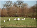 Geese on Weobley Marsh common