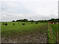 Pastoral scene at Cole End Farm