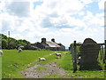 Ruined cottage and sheep off the farm road