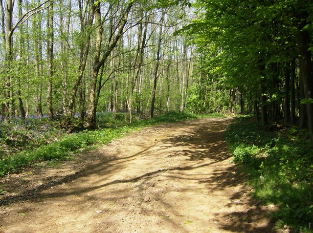 Track in Whichford Woods