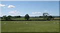 Sheep grazing in lowland meadow