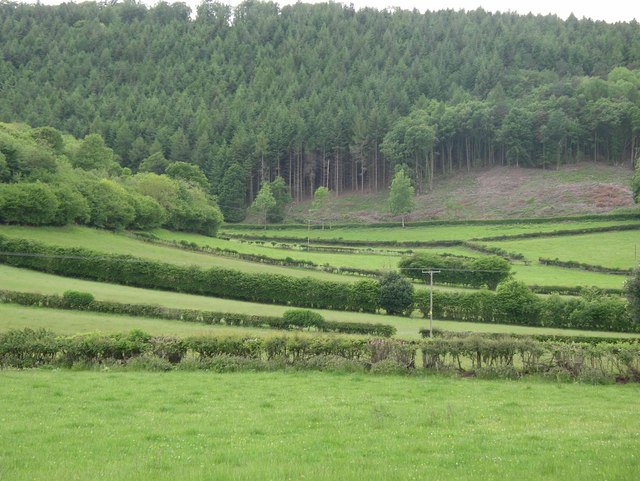Variety of hedges in Nettledale