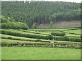 Variety of hedges in Nettledale