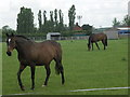 Horses at Rectory Farm.