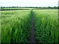 SK5244 : Footpath through barley field by Lynne Kirton