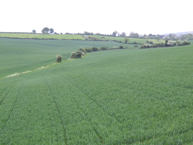 Wheat fields near Beaumont