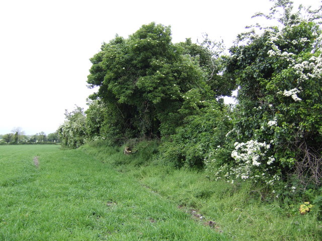 Hedgerow east of the R108 near Calliaghstown